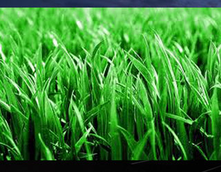 lawn-fertilization