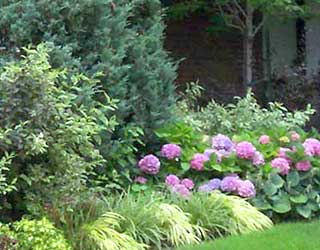 tree-shrub